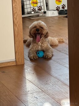 Cavapoo F1 na krytie - 11