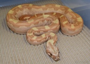 Aztec Boa constrictor - 11