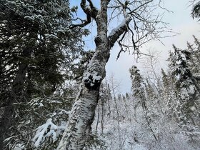 Arktická huba Chaga zbieraná vo Švédsku - 11