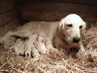 Zlatý (golden) retriever - šteniatka - 11