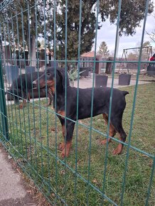 Šťeniatka Doberman - 11