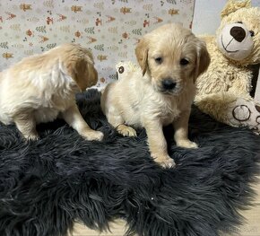 Zlatý retriever/ Golden retriever - 11