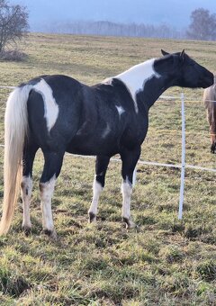 APH APHA PAINT HORSE ŽREBEC pripúšťanie - 11