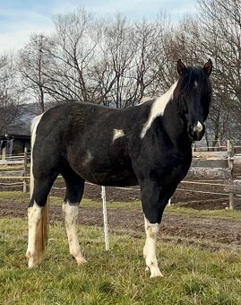 APH APHA PAINT HORSE ŽREBEC pripúšťanie - 11