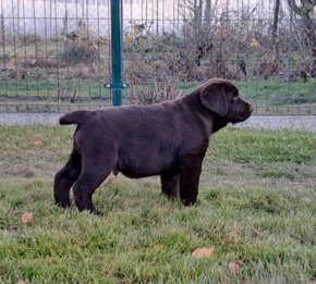 Labrador šteniatka čokoládové s rodokmeňom - 11