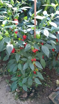 Chilli priesady (planty, sadenice) - 11