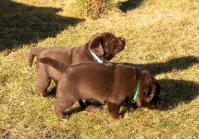 Labrador retriever čokoládové šteniatka s PP - 11