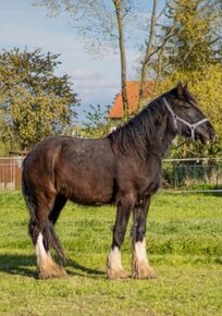 Shire horse klisna - 11