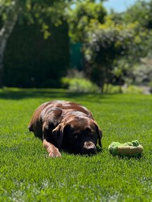 Šteniatko Labradora - 11