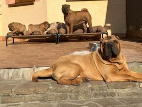 Šteniatka Sharpei, sarpej, sarpei - 11