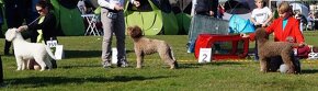 Lagotto Romagnolo PP FCI Polsko - 11