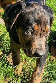 Louisiana Leopard,  Catahoula - 11