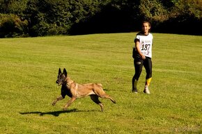 BELGICKÝ OVČIAK MALINOIS, CHS VERDONA SLOVAKIA - 11