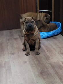 Shar-pei - 11