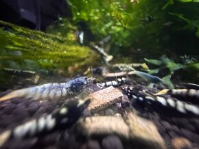 Caridina Black galaxy Fishbone - 11