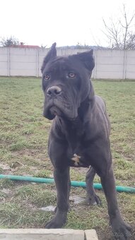 Cane Corso s PP - 11