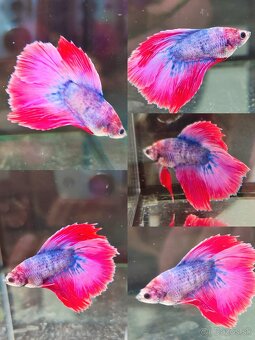 Betta Splendens - Bojovnica Pestrá. - 11