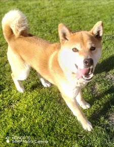 Shiba inu fenka s PP - 11