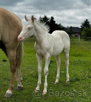 Pripúšťanie cremello žrebcom Quarter Horse - 11