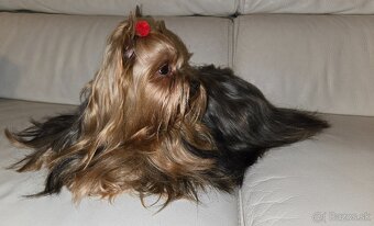 YORKSHIRE TERRIER S PP - 11