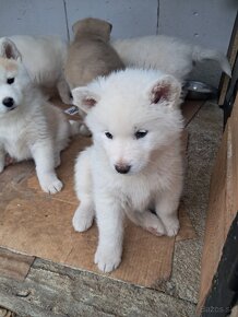 Šteniatka na predaj. Husky ×akita inu - 11