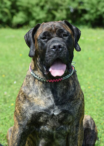 boerboel,  búrský buldok -jihoafrický mastif -feny - 11