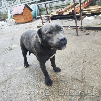 Stafordšírský bulteriér bullterrier cerna fenka - 11