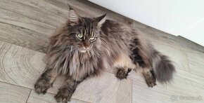 MAINE COON - Mainská mývalia s PP - 11