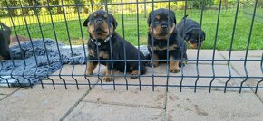 Rottweiler šteniatka, rtw, rotwajler, rotty, rotvajler, rot - 11