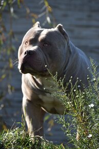 American bully Xl - 11