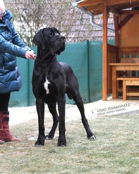 Nemecká doga s PP škvrnitá/harlekin - 11