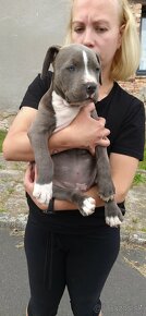 Štěňata American Bully Xl - XXL Bloodline DDK9 - 11