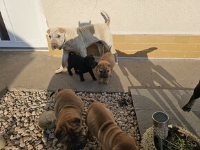 Shar-pei , šarpej,sharpej,sarpej,sarpei šteniatká - 11