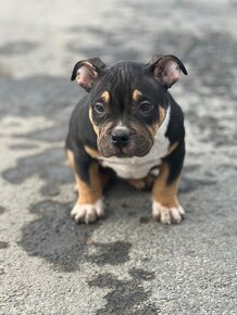 American Bully Classic/ standart - 11