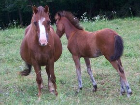 Welsh Pony A/SŠP - 11