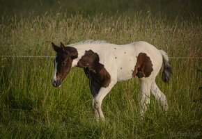 Připouštěni kvalitní plemeníci PAINT HORSE-HOMOZYGOT - 11