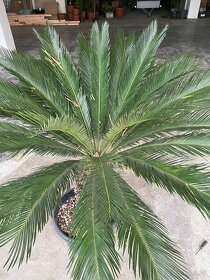 Cycas Revoluta - 11