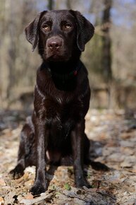 Šteniatka čokoládového labradora - 11