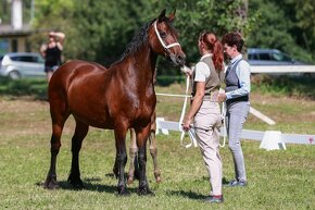 WELSH COB HŘEBEČEK ihned k odběru - 11