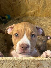 American Bully - 11