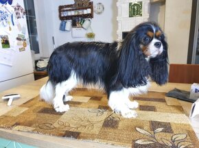 Cavalier King Charles Spaniel - 11