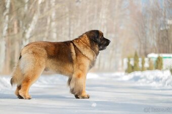 Leonberger s PP - 11