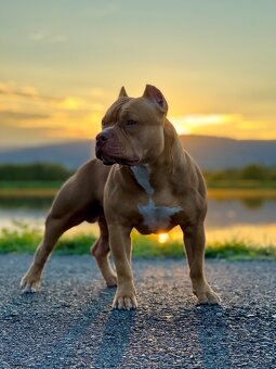 American bully s pp - 11