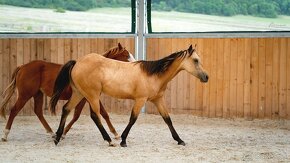 Dvouletá buckskin Quarter Horse klisna, nominace na Futurity - 11