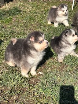 Pomsky / Pomeranian / Husky - 11