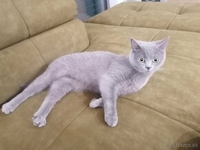 Britská modrá mačka - mačiatka k odberu - 11