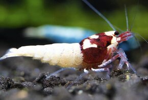 Krevetky Caridina - 11