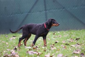 Beauceron s PP - 11