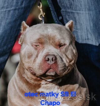 AMERICAN BULLY - 11