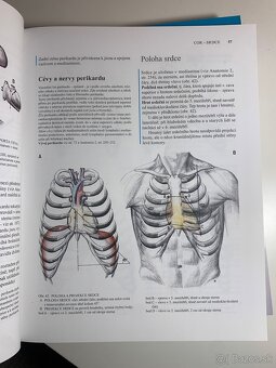 Čihák anatómie 1,2,3 - 11